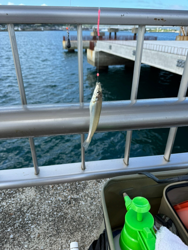 キスの釣果