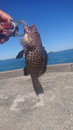 オオモンハタの釣果