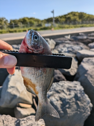 イスズミの釣果