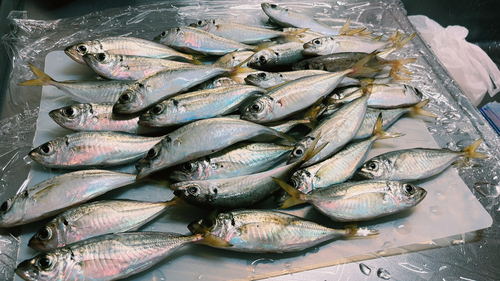 アジの釣果