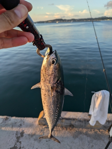 ソウダガツオの釣果