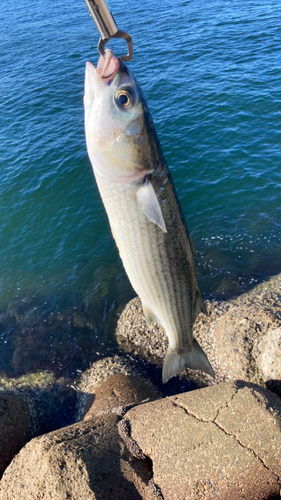 ボラの釣果