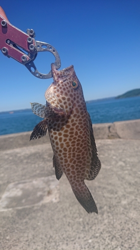 オオモンハタの釣果