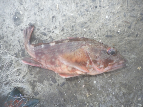 カサゴの釣果