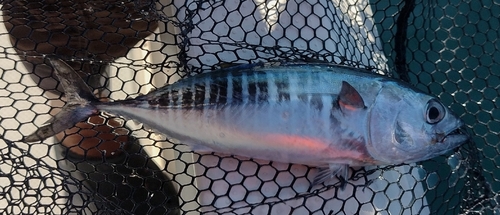 クロマグロの釣果