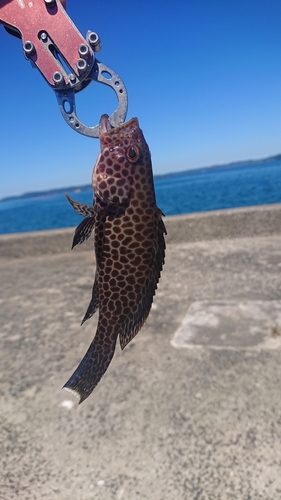 オオモンハタの釣果