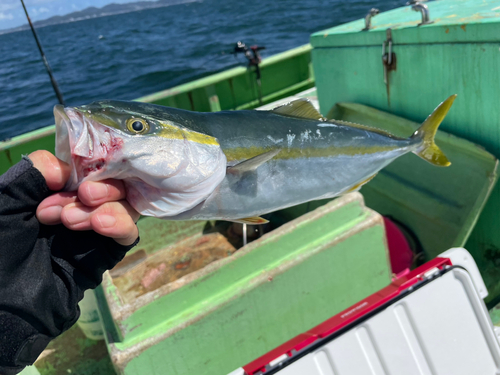 イナダの釣果