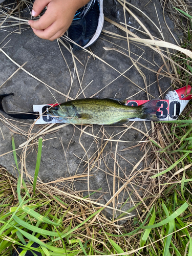 ブラックバスの釣果