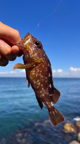 ガシラの釣果