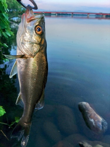 セイゴ（マルスズキ）の釣果