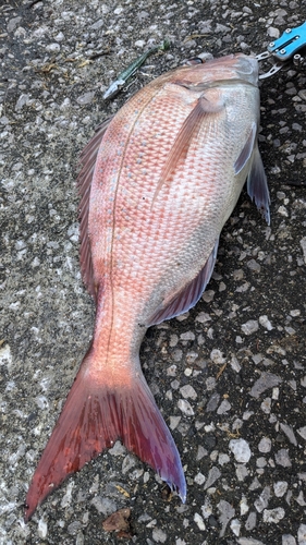 マダイの釣果