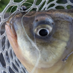 フナの釣果