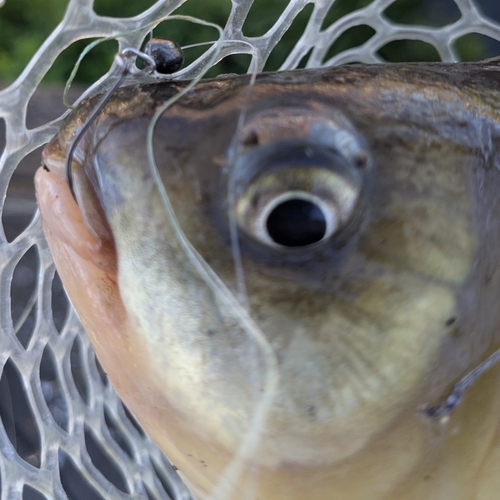 フナの釣果