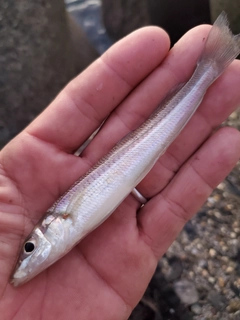 キスの釣果