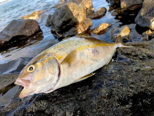 ネリゴの釣果