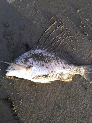 キビレの釣果