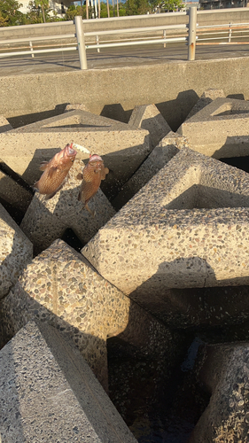 オオモンハタの釣果