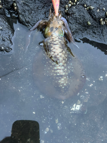 アオリイカの釣果