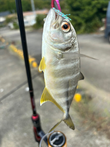 メッキの釣果