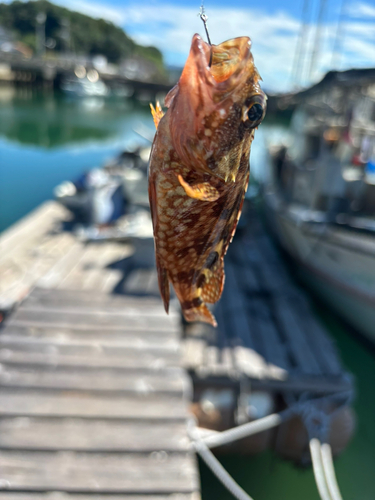 カサゴの釣果