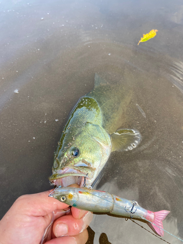 ブラックバスの釣果