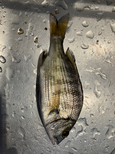 ブダイの釣果