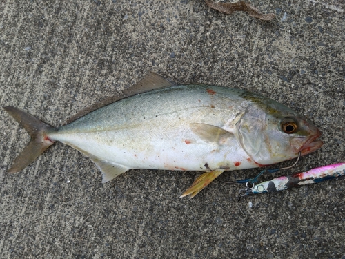 カンパチの釣果