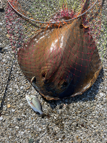 アカエイの釣果