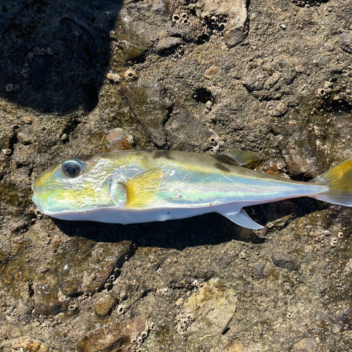 シロサバフグの釣果