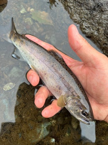 ヤマメの釣果