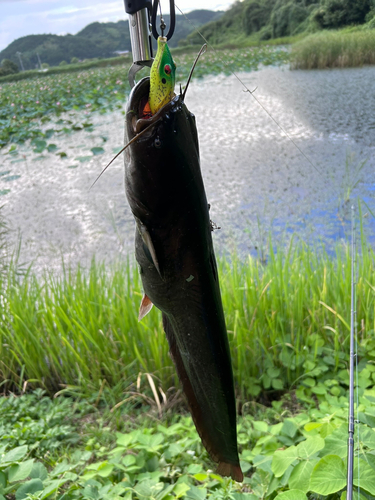 ナマズの釣果