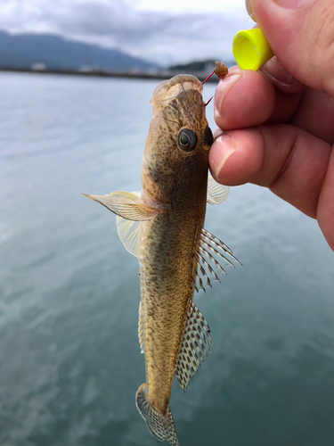 マハゼの釣果