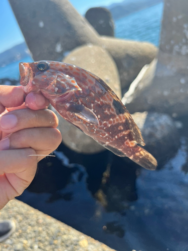 キジハタの釣果