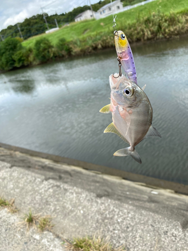 メッキの釣果