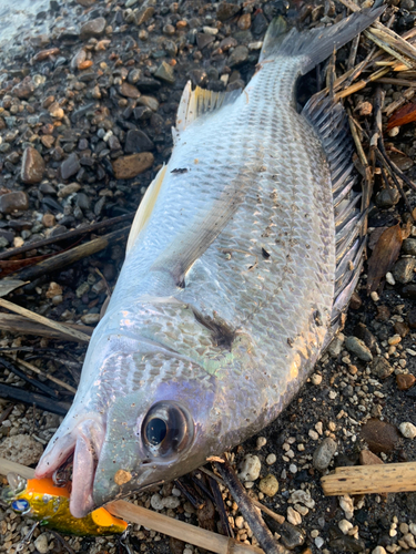 キビレの釣果