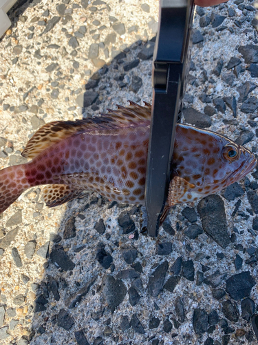 オオモンハタの釣果