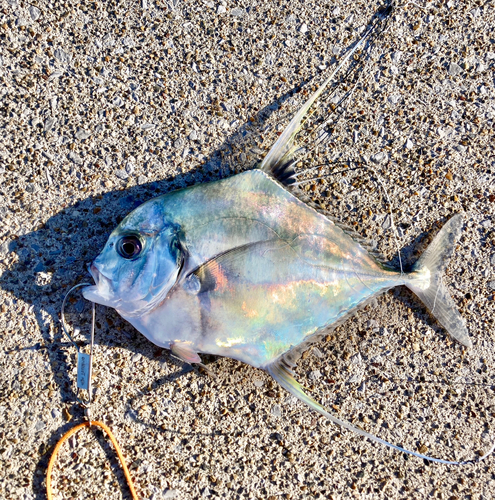 イトヒキアジの釣果