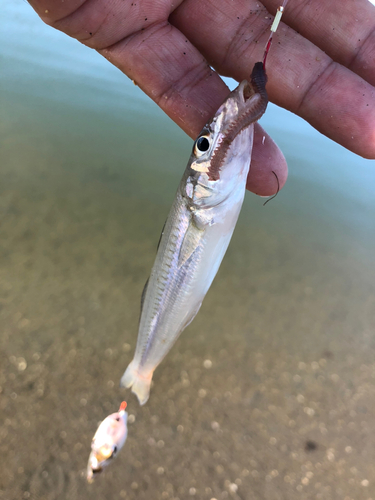 シロギスの釣果