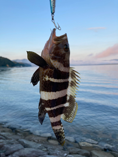 アオハタの釣果