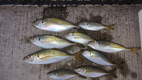 アジの釣果