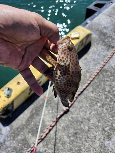 オオモンハタの釣果