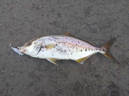 ショゴの釣果