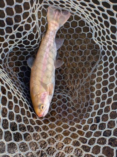 ニジマスの釣果