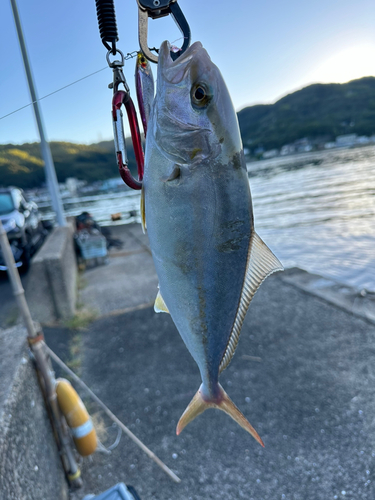 ネリゴの釣果