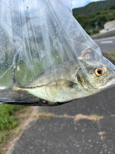 シマアジの釣果