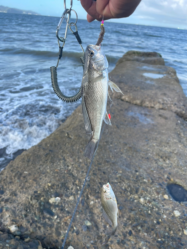 イシモチの釣果