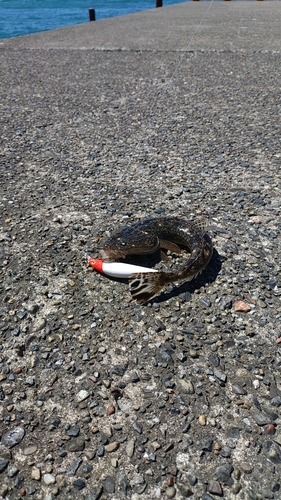 マゴチの釣果