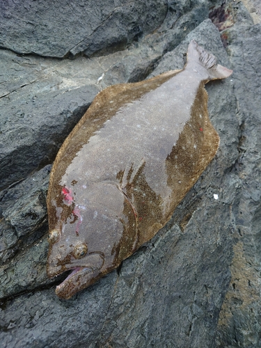 ヒラメの釣果