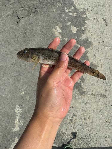 ハゼの釣果