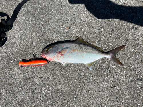 ネリゴの釣果